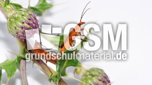 Roter Weichkäfer_7.jpg